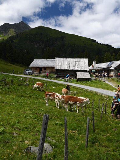 Scheiblalm-Hohentauern-Murtal-Steiermark | © Erlebnisregion Murtal