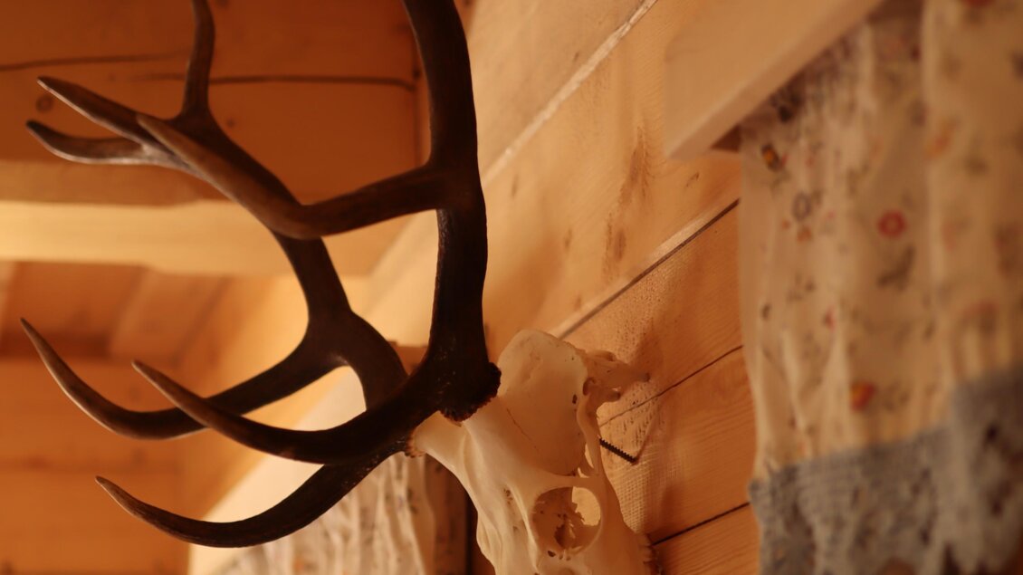 Ein Geweih hängt an einer Holzwand in einem rustikalen Raum. Neben dem Geweih sind Vorhänge mit floralem Muster zu sehen. | © Schladminger Alm