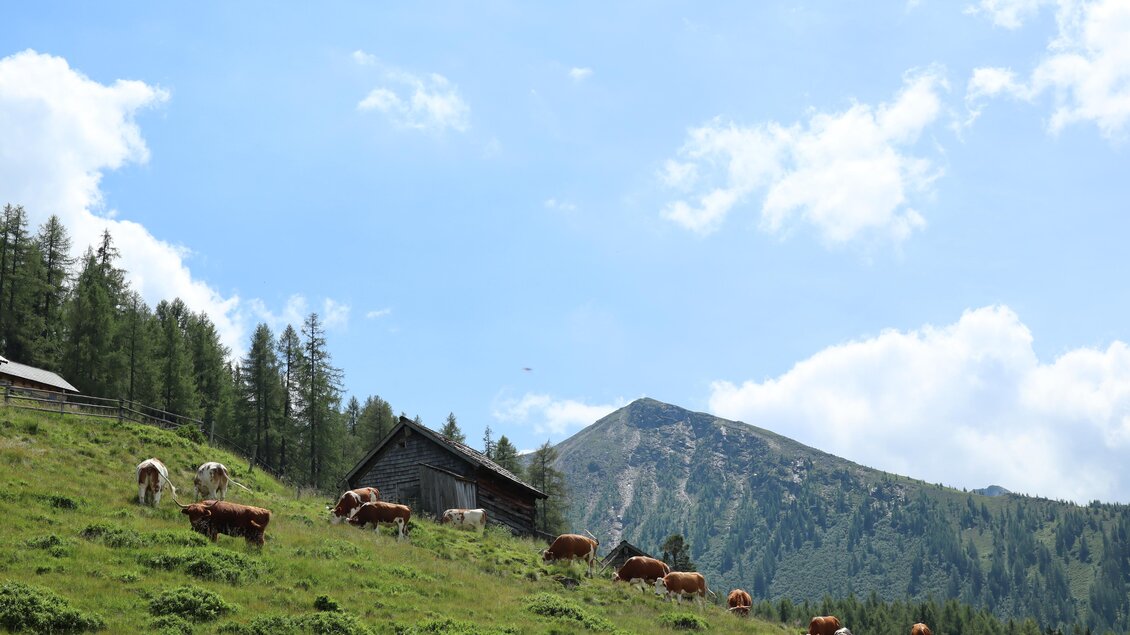 Eine grüne Wiese mit Kühen und einem einfachen Holzhaus. Im Hintergrund ist ein Berg unter einem klaren Himmel mit einigen Wolken zu sehen. | © Schladminger Alm