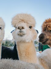 Alpaka Familie | © Schilcherland Steiermark | Lupi Spuma | © Schilcherland Steiermark