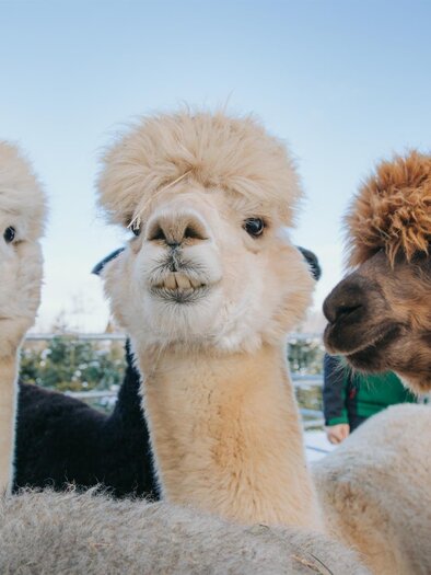 Alpaka Familie | © Schilcherland Steiermark