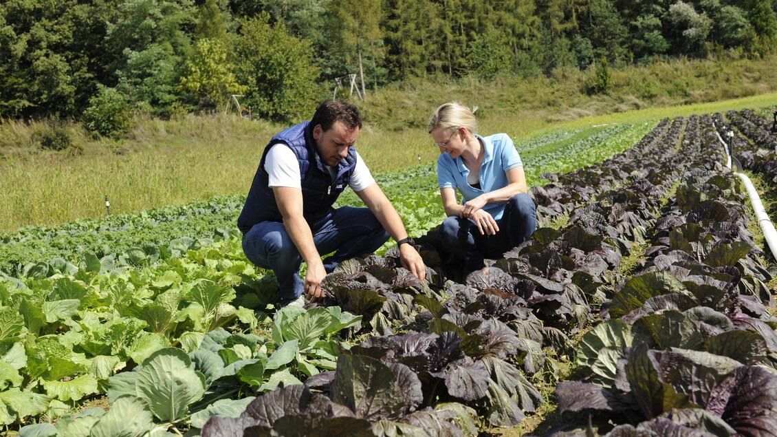 Zwei Personen untersuchen Pflanzen auf einem Feld. Im Hintergrund sind grüne Felder und Bäume sichtbar. | © Schlosskeller Südsteiermark