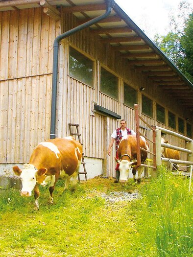 Leitner_Kühe_Oststeiermark | © Sennerei Leitner