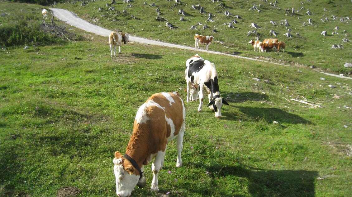Kühe auf der Alm | © TV Hochsteiermark / Brigitte Digruber