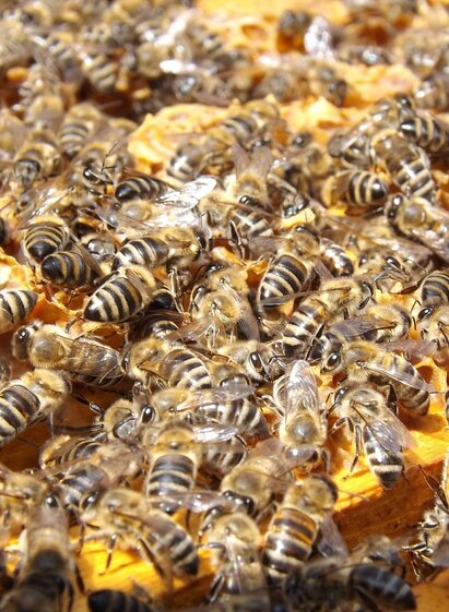 Lanz-Honigbienen-Murtal-Steiermark | Pixabay | © Pixabay