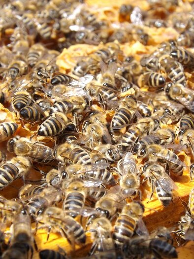 Lanz-Honigbienen-Murtal-Steiermark | © Pixabay