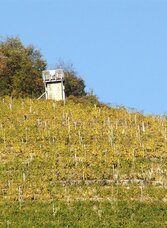 Warte mit Blick aus dem Weingarten | © Silberbergwarte | Silberbergwarte | © Silberbergwarte