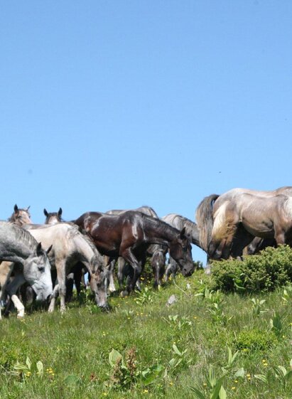 Sommerweide Stubalm  | © SHS-LipizzanergestütPiberGöR-G. Boiselle