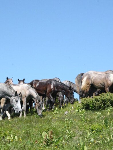 Sommerweide Stubalm  | © SHS-LipizzanergestütPiberGöR-G. Boiselle