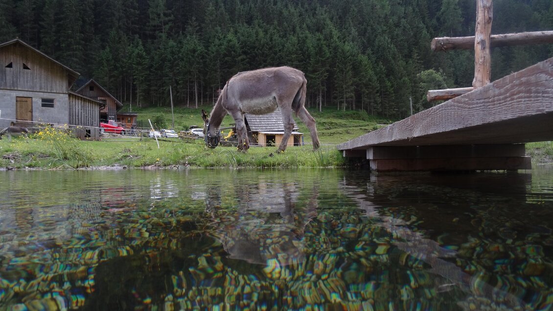 Ein Esel grast in der Nähe eines Wassers, umgeben von Bergen und Wäldern. Im Vordergrund ist ein Steg zu sehen, der ins Wasser führt. | © Sondl-Alm