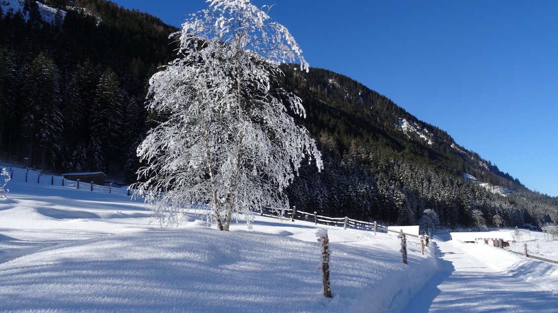 Ein verschneiter Winterlandschaft mit einem frostbedeckten Baum. Im Hintergrund sind bewaldete Hügel und ein klarer blauer Himmel zu sehen. | © Sondl-Alm