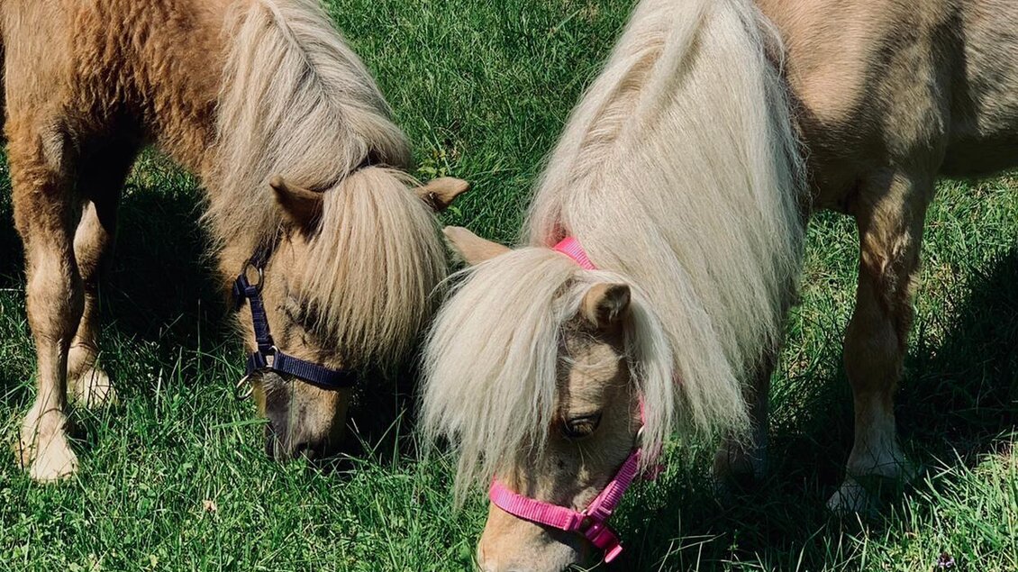 Zwei kleine Ponys stehen auf einer grünen Wiese und fressen Gras. Sie haben lange Mähnen und tragen bunte Halfter. | © baerenwirt.com