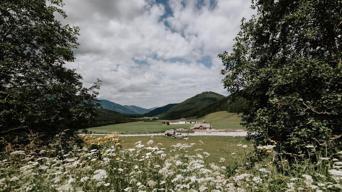Eine ruhige Landschaft mit grünen Wiesen und sanften Hügeln. Der Himmel ist bewölkt und es blühen viele weiße Blumen im Vordergrund. | © Thomas Sattler