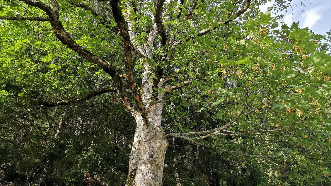 Ein großer Baum mit einer hellen Rinde und üppigem, grünem Laub. Der Baum steht in einer grünen Umgebung mit etwas Schatten und Gras. | © Landentwicklung Steiermark