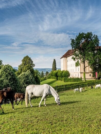 A green meadow with several horses and cows. In the background stands a large, historic building under a clear sky. | © TV Region Graz - Die Abbilderei