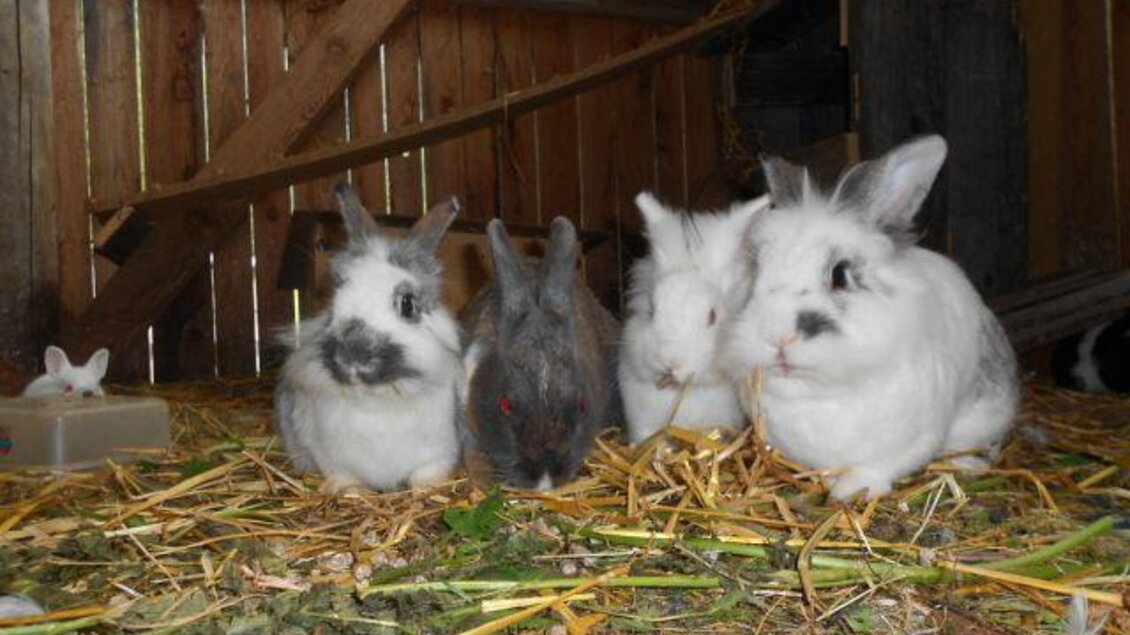 Eine Gruppe von Kaninchen sitzt auf Strohboden in einem Stall. Einige sind weiß, während eines grau ist, und sie wirken neugierig und friedlich. | © Stangl Alm