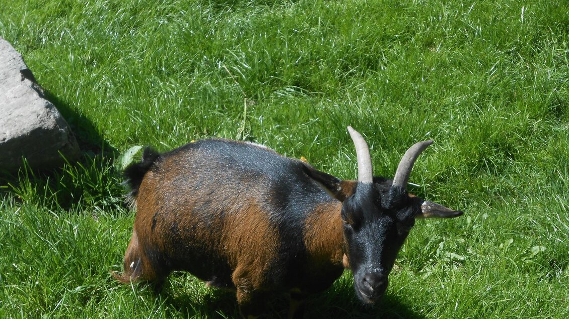 Eine kleine Ziege steht auf grünen Wiesen. Sie hat schwarze und braune Färbung mit zwei Hornen. | © Stangl Alm