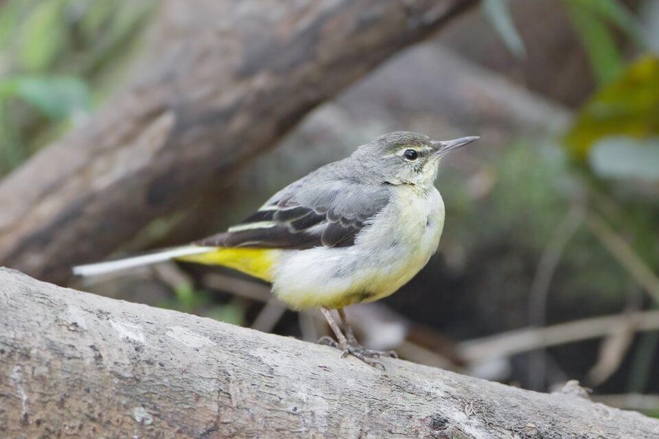 Steinalpl - Impression #1 | © A. Khang