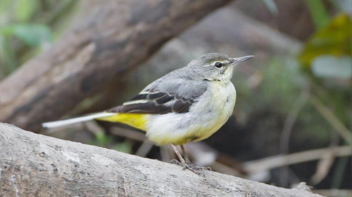 Ein kleiner Vogel mit gelbem Bauch und grauem Gefieder sitzt auf einem Baumstamm. Die Umgebung ist grün und natürlich. | © A. Khang