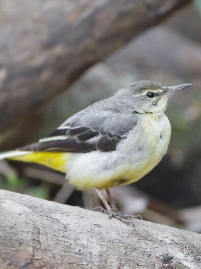 A small bird with a yellow belly and gray feathers is sitting on a tree trunk. The surroundings are green and natural. | © A. Khang