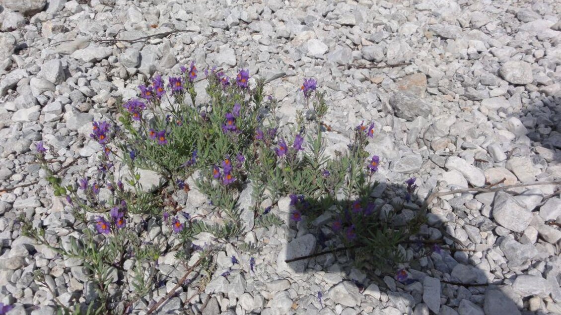 Eine kleine Gruppe von lila Blüten wächst auf einem felsigen Gelände. Die Umgebung besteht aus vielen grauen Steinen. | © M. Ressel