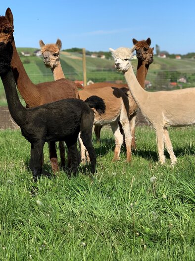 Alpaka 2 | © Steintal Alpakas
