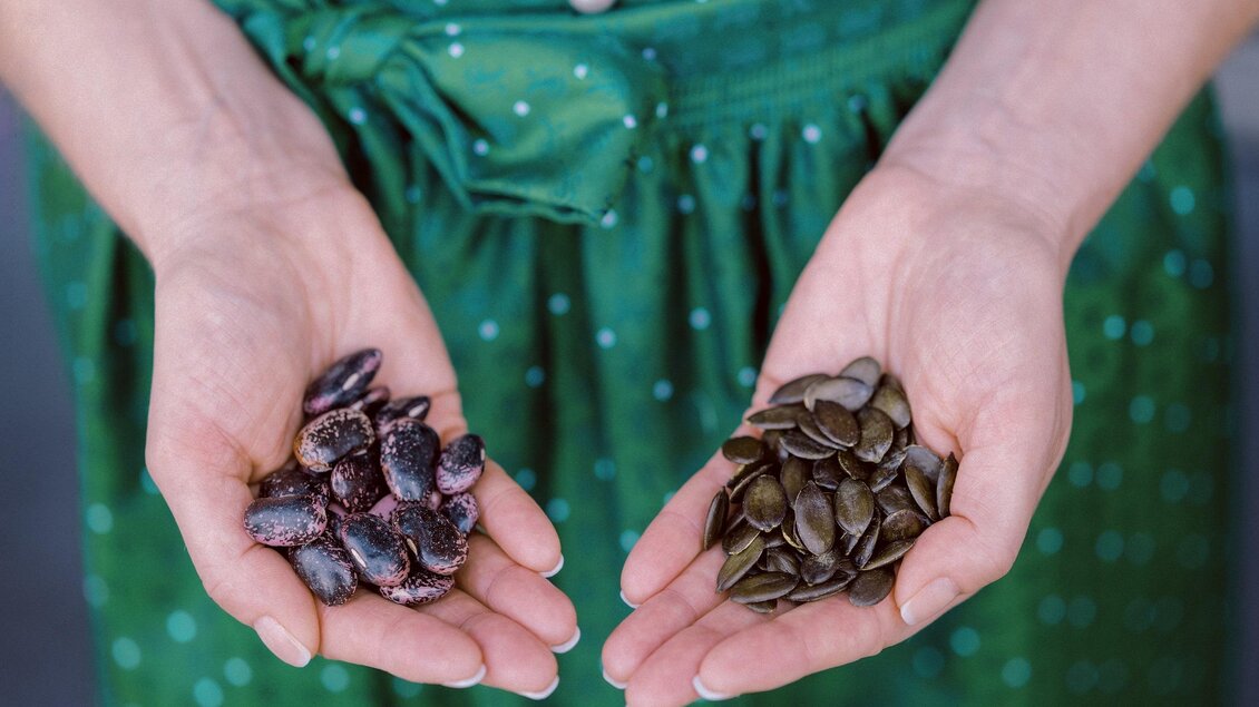 Eine Person hält in jeder Hand verschiedene Samen. Auf der linken Seite sind dunkle, glänzende Samen und auf der rechten Seite grüne Kürbissamen. | © Steirerkraft