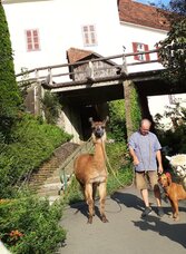 Lamawanderung bei Steirerlama | © Steirerlama | Steirerlama | © Steirerlama