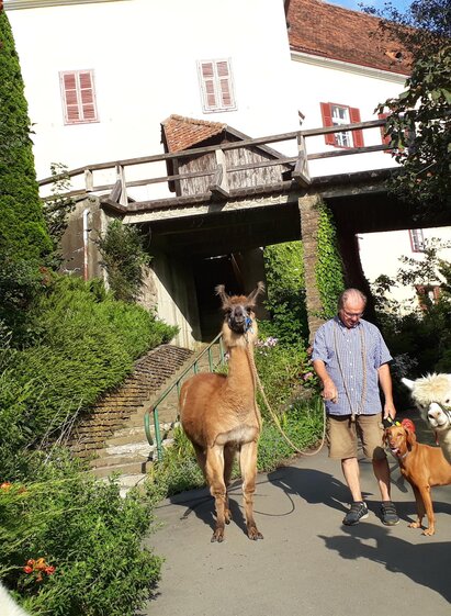 Lamawanderung bei Steirerlama | Steirerlama | © Steirerlama