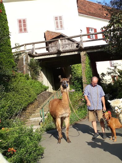 Lamawanderung bei Steirerlama | © Steirerlama