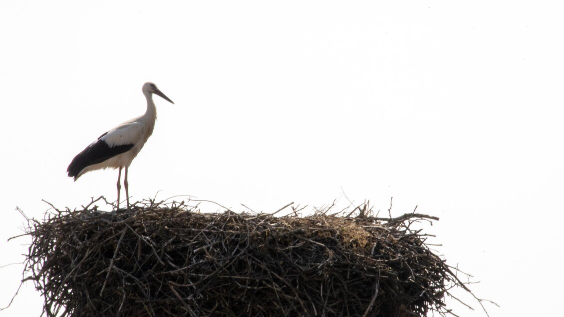 Ein Storch steht auf einem großen Nest aus Zweigen. Der Himmel im Hintergrund ist hell und klar. | © Kurkommission Bad Blumau