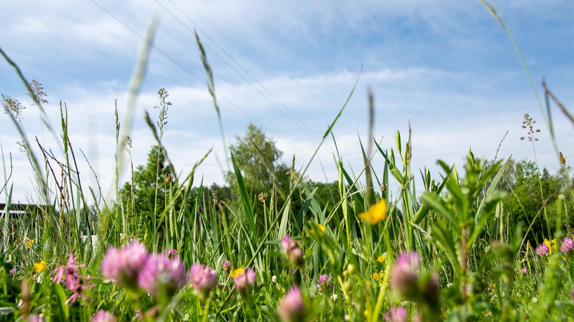 Ein grünes Feld mit bunten Wildblumen und hohem Gras. Der Himmel ist blau mit einigen Wolken. | © Kurkommission Bad Blumau