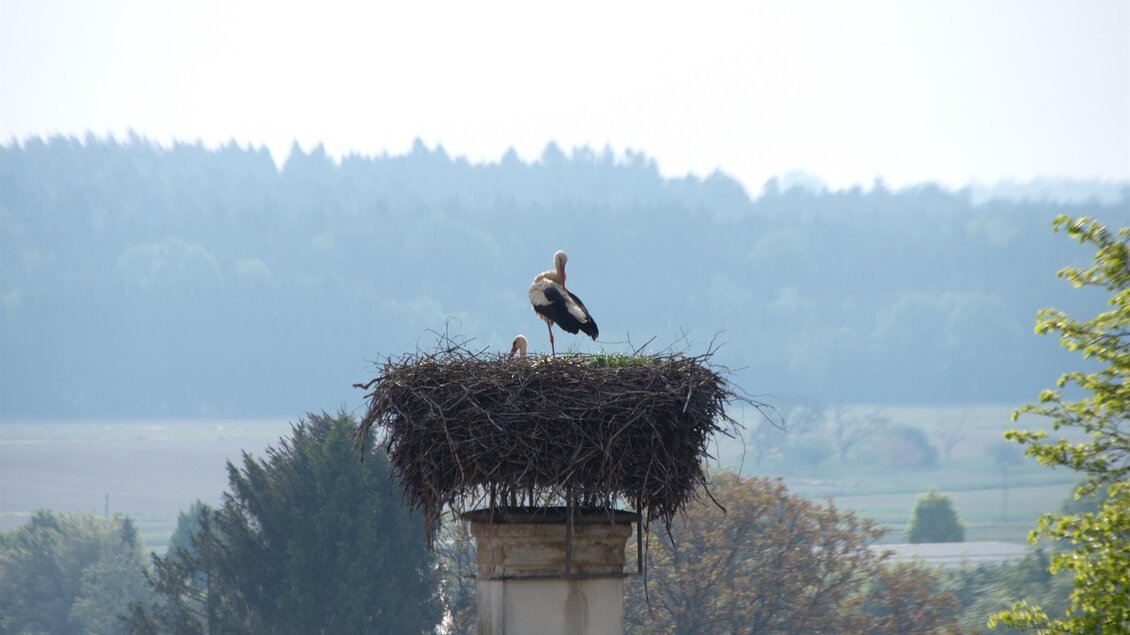 Ein Storch steht auf einem großen Nest auf einem Schornstein. Im Hintergrund sind grüne Bäume und eine sanfte Landschaft zu sehen. | © Kurkommission Bad Blumau