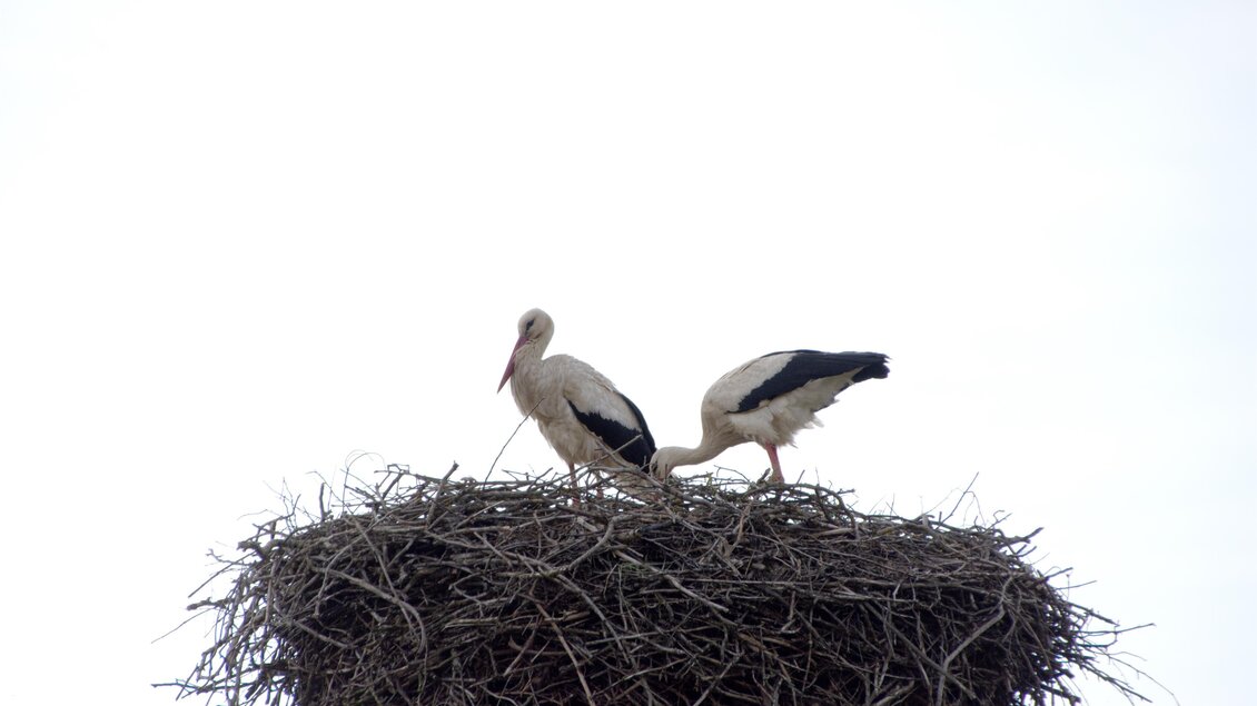 Zwei Störche sitzen auf einem großen Nest aus Zweigen. Der Hintergrund ist ein hellblauer Himmel. | © Kurkommission Bad Blumau