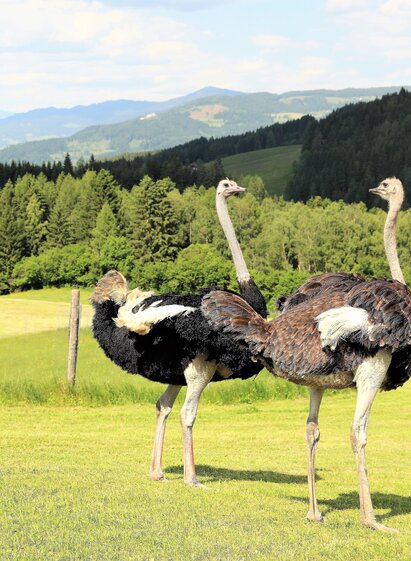 Straussenhof Wallner | Daniela Wallner | © Straußenhof Wallner