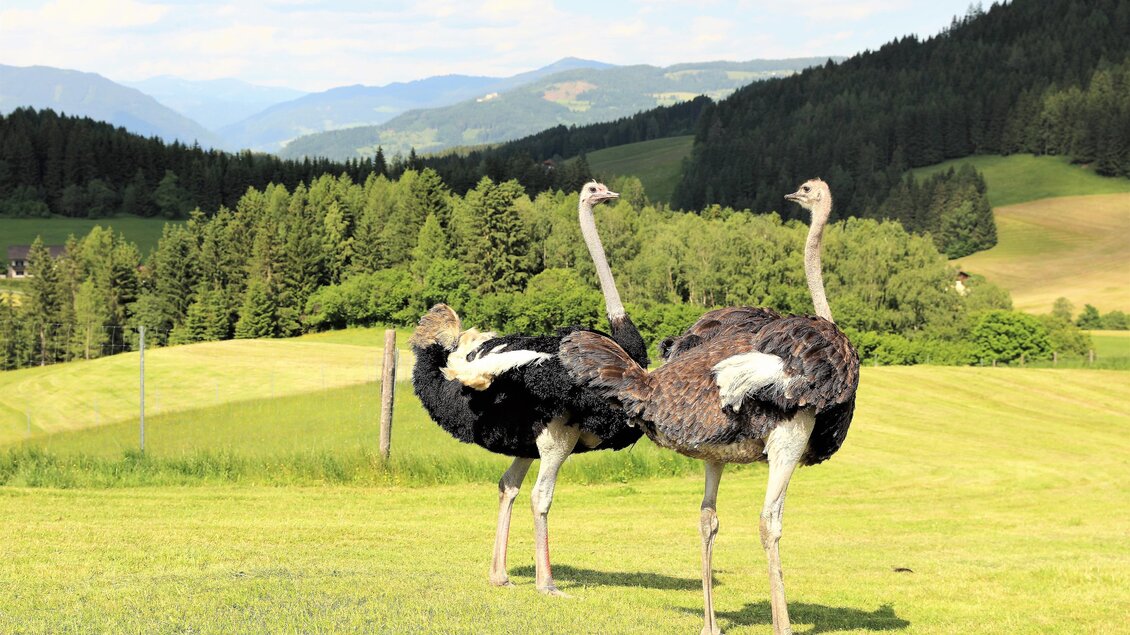 Zwei Strauße stehen auf einer grünen Wiese mit sanften Hügeln im Hintergrund. Die Landschaft ist von Bäumen umgeben und bietet einen klaren blauen Himmel. | © Straußenhof Wallner