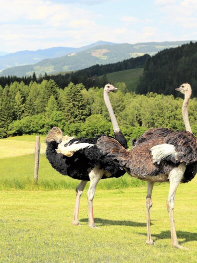 Zwei Strauße stehen auf einer grünen Wiese mit sanften Hügeln im Hintergrund. Die Landschaft ist von Bäumen umgeben und bietet einen klaren blauen Himmel. | © Straußenhof Wallner