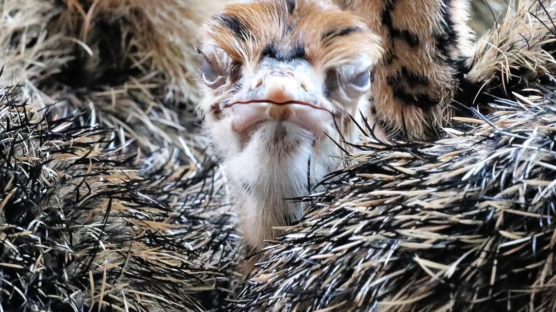 Ein Nahaufnahme von einem Tier mit einem ungewöhnlichen Gesichtsausdruck. Das Tier ist von spitzen Haaren umgeben. | © Straußenhof Wallner
