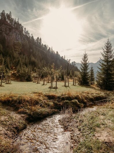 <p>Eine sonnige Landschaft mit einer Streuobstwiese im Naturpark Steirische Eisenwurzen mit Wäldern und Bergen im Hintergrund. Ein kleiner Bach fließt durch die Wiese.</p> | © Barbara Nachbagauer