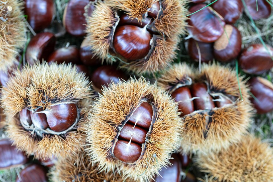Sturm und Kastanienstand: Demmerkogel - Großer Klapotetz - Impression #1 | © Schilcherland Steiermark