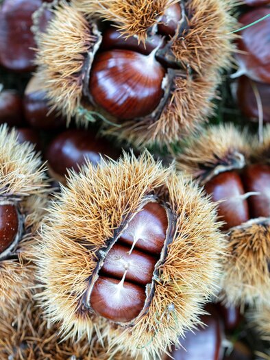 Katanien | © Schilcherland Steiermark