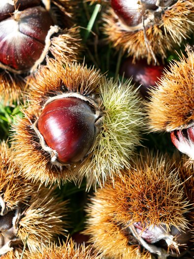 Kastanien | © Schilcherland Steiermark