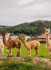 Alpakas 1 | © Regionalmanagement Südweststeiermark GmbH/webquartier | Regionalmanagement Südweststeiermark GmbH/webquartier | © Regionalmanagement Südweststeiermark GmbH/webquartier