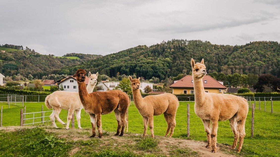Alpakas 1 | © Regionalmanagement Südweststeiermark GmbH/webquartier
