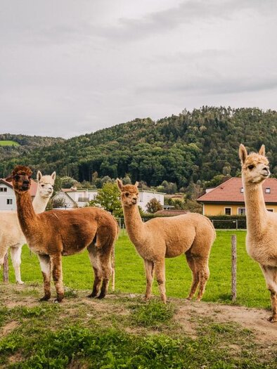Alpakas 1 | © Regionalmanagement Südweststeiermark GmbH/webquartier