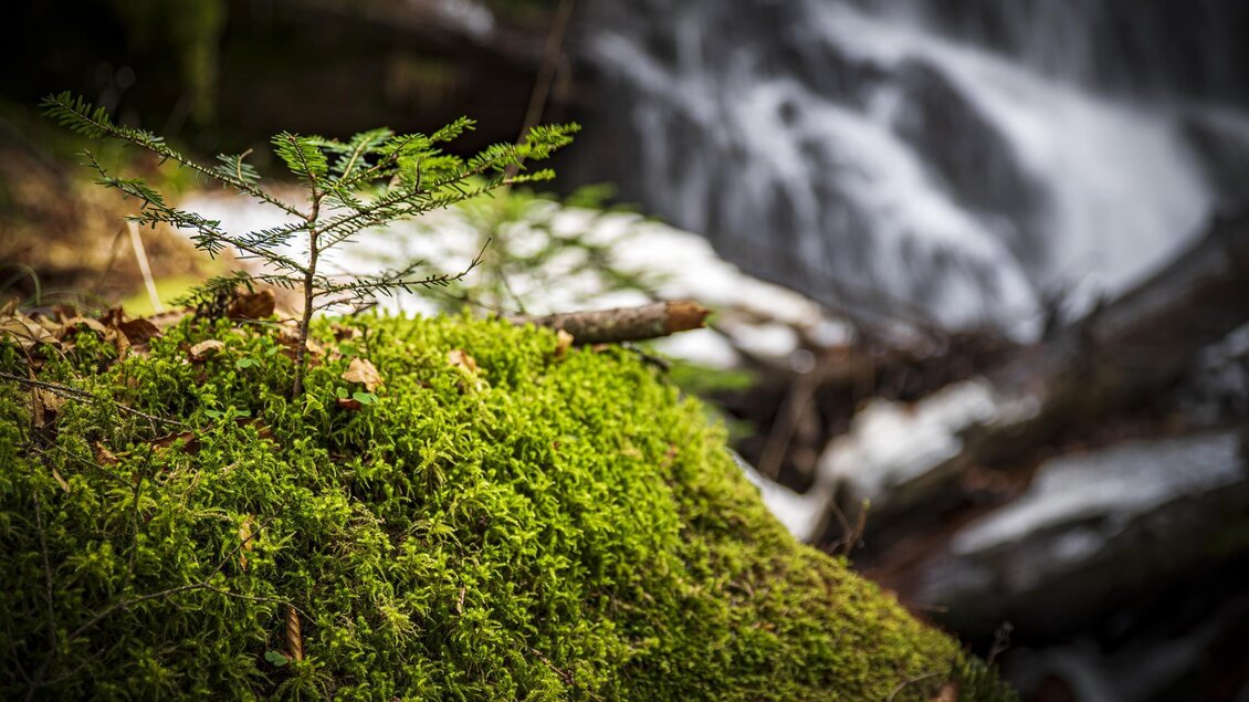 Ein kleiner Baum auf einem moosbedeckten Stein neben einem Wasserfall. Die Umgebung ist grün und feucht, was eine ruhige natürliche Atmosphäre schafft. | © Sulmwasserfall