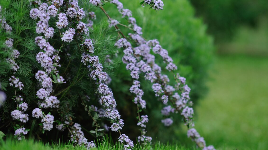 Susis Garten | © © Susis Garten