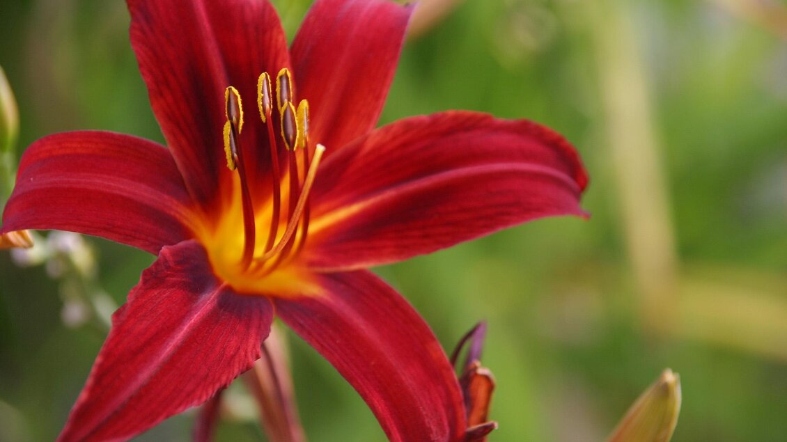 Susis Garten - Impressionen #2.3