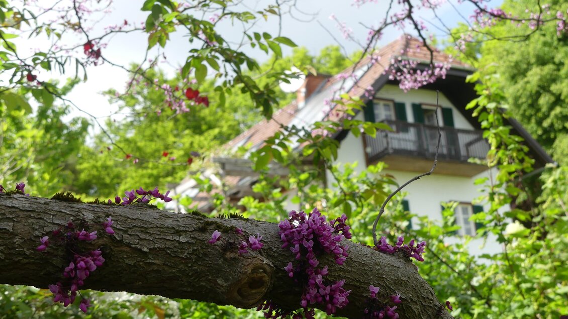 Susis Garten _NEU 9_2024 | © © Susis Garten