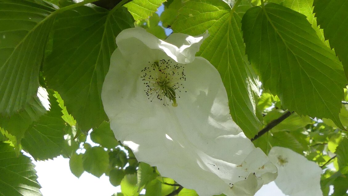 Susis Garten_NEU 11_2024 | © © Susis Garten